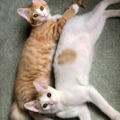 もうすぐ3か月の三兄弟❗️