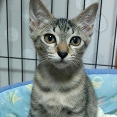 里親様決定！可愛いキジトラちゃん🩷