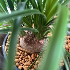 観葉植物🪴立派なポニーテール 女の子のポニーテールから名付けられた強い子です😊の画像