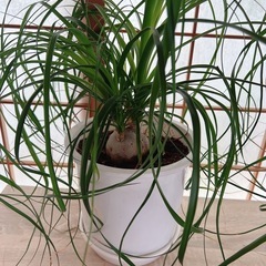 観葉植物🪴立派なポニーテール 女の子のポニーテールから名付けられた強い子です😊の画像