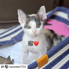 淡い色の三毛猫さん