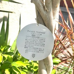 観葉植物　大型　フィカスベンジャミンの画像