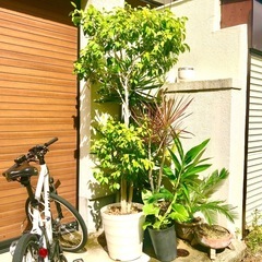 観葉植物　大型　フィカスベンジャミンの画像