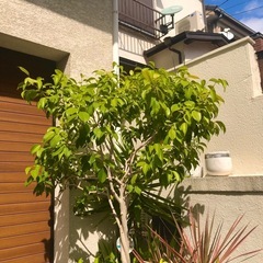 観葉植物　大型　フィカスベンジャミンの画像