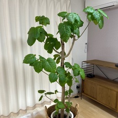 フィカス・ウンベラータ(Ficus umbellata)、大型の10号サイズ　無印良品かご付きの画像
