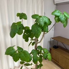 フィカス・ウンベラータ(Ficus umbellata)、大型の10号サイズ　無印良品かご付きの画像