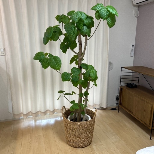 フィカス・ウンベラータ(Ficus umbellata)、大型の10号サイズ　無印良品かご付き