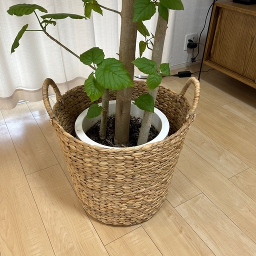 フィカス・ウンベラータ(Ficus umbellata)、大型の10号サイズ　無印良品かご付き フィカス・ウンベラータ(Ficus umbellata)、大型の10号サイズ 無印良品
