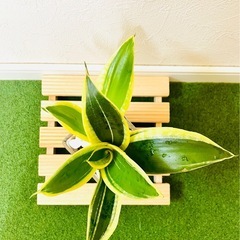 サンスベリア　ハニーバニー　観葉植物　ハイドロカルチャーの画像