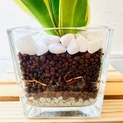 サンスベリア　ハニーバニー　観葉植物　ハイドロカルチャーの画像