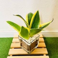 サンスベリア　ハニーバニー　観葉植物　ハイドロカルチャーの画像