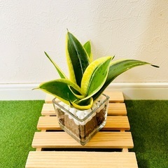 サンスベリア　ハニーバニー　観葉植物　ハイドロカルチャーの画像