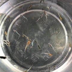 💎ラメMIXメダカ💎稚魚　30匹の画像