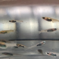 💎ラメMIXメダカ💎稚魚　30匹の画像