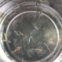 💎ラメMIXメダカ💎稚魚　30匹の画像