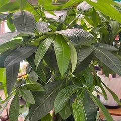 観葉植物パキラ165㎝🌴の画像