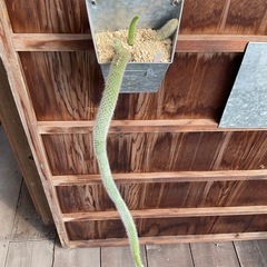 ヒルデウィンテラの画像