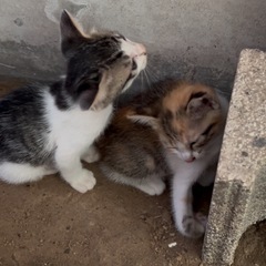 猫好きな飼い主さん募集中❣️近県のお引き渡しも可能です😽