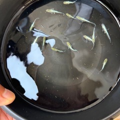 エメキン1匹200円の画像