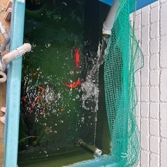 大型500ℓ水槽セット・中古の画像