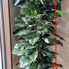 フェイクグリーン 観葉植物の画像