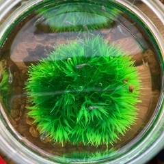 室内でメダカ飼育セット⑦の画像