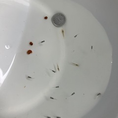 室内でメダカ飼育セット⑦の画像