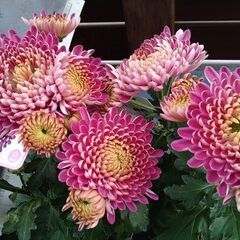 花苗　ポットマムクチュールの画像