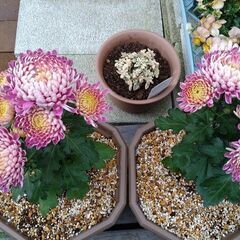 花苗　ポットマムクチュールの画像