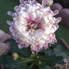 花苗　ポットマムクチュールの画像