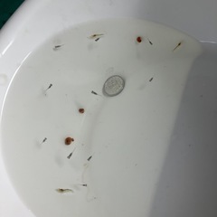 室内でメダカ飼育セット⑨の画像