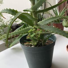 キダチアロエの画像