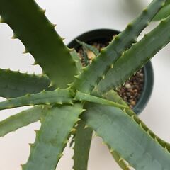 キダチアロエの画像