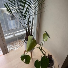モンステラとアカシヤシの木の画像