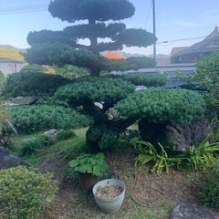 松の画像