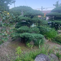 松の画像
