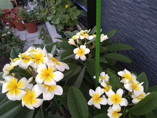 鉢植え　プルメリア　３鉢