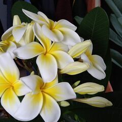 鉢植え　プルメリア　３鉢の画像