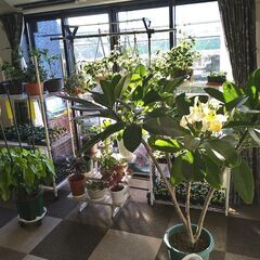 鉢植え　プルメリア　３鉢の画像