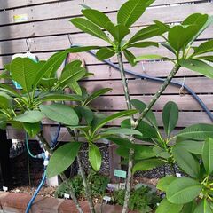 鉢植え　プルメリア　３鉢の画像