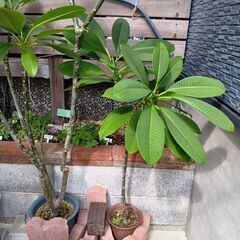 鉢植え　プルメリア　３鉢の画像