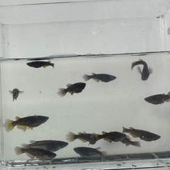 ブラックジュエリー
の画像