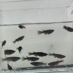 ブラックジュエリー
の画像