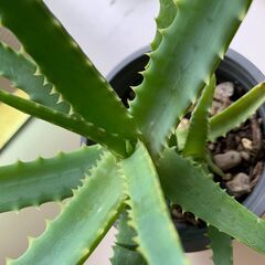 キダチアロエ＿１の画像