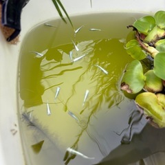 メダカの若魚（マリアージュ、ミックスメダカ）の画像