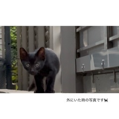 生後3ヶ月 男の子🖤⟡.· - 猫