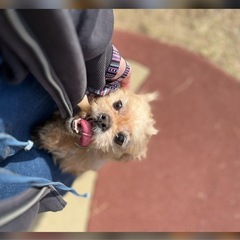 ぺきぷー7歳