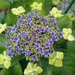 ガクアジサイ　大島緑花の画像