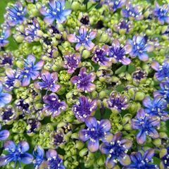 ガクアジサイ　大島緑花の画像