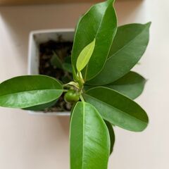 観葉植物ベンジャミンの画像